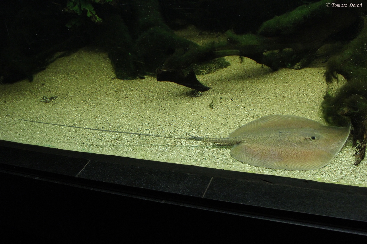 Longnose Marbled Whipray (Himantura oxyrhyncha)