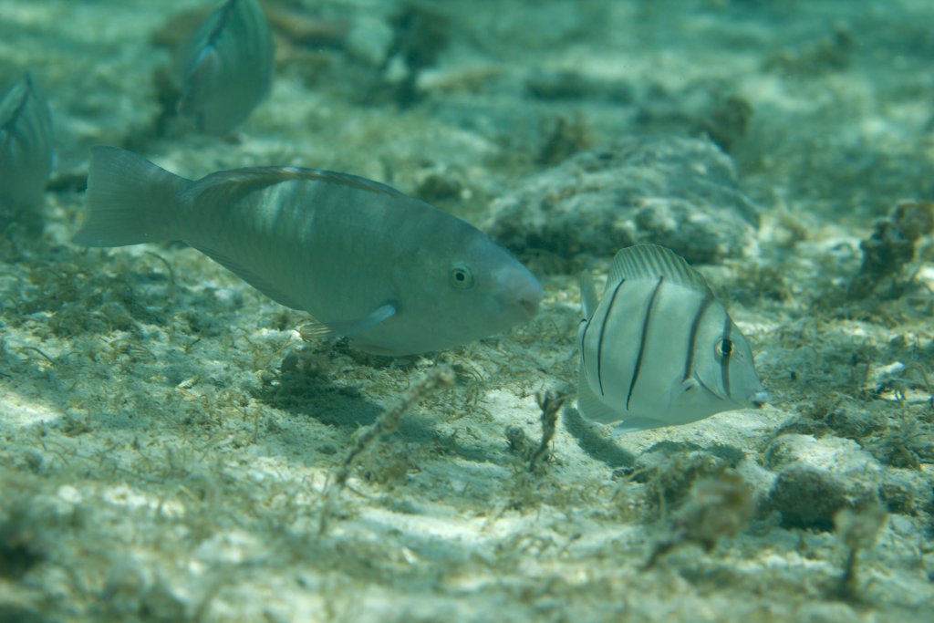 Longnose Parrotfish (Hipposcarus longiceps)