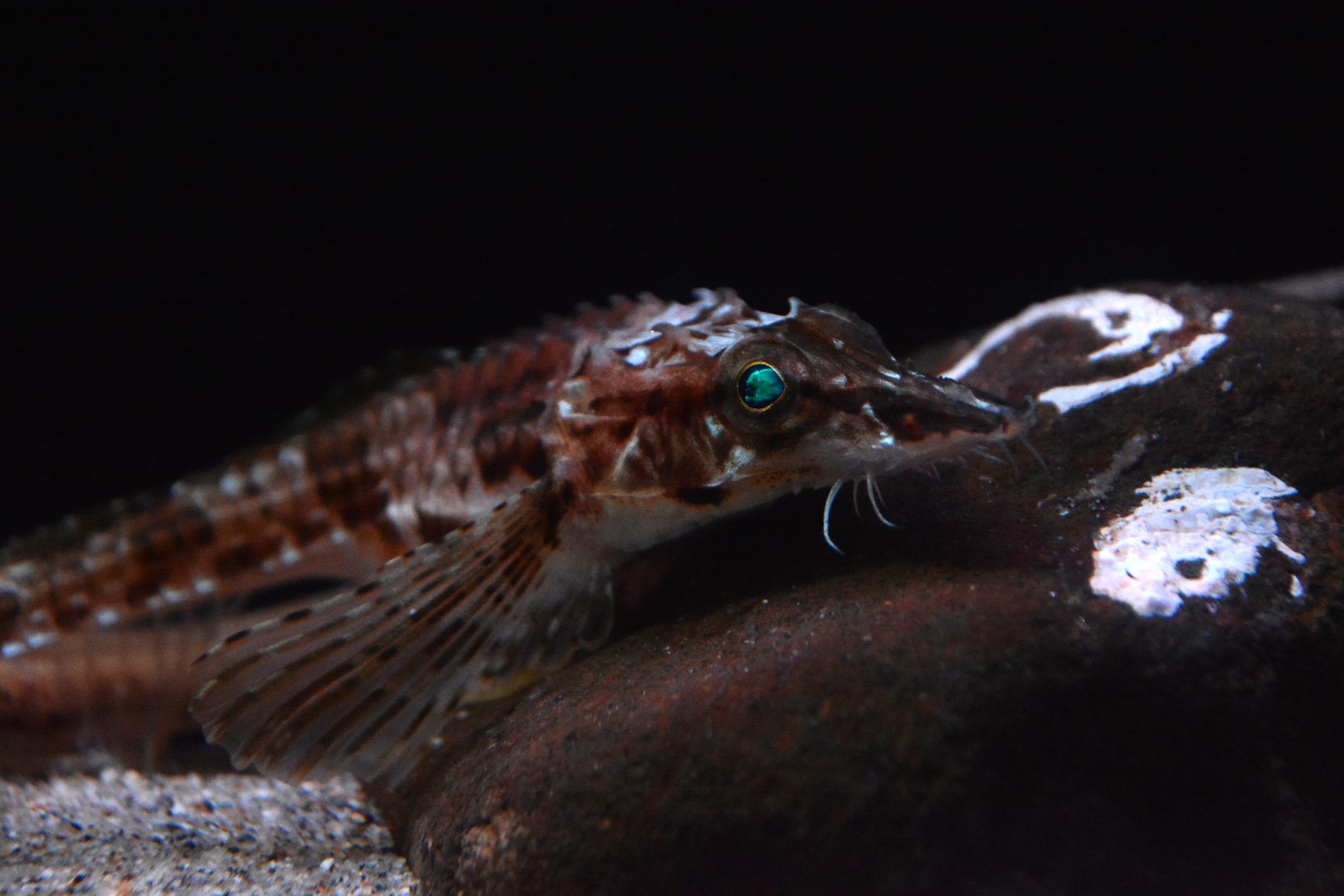 Longnose poacher (Sarritor leptorhynchus)