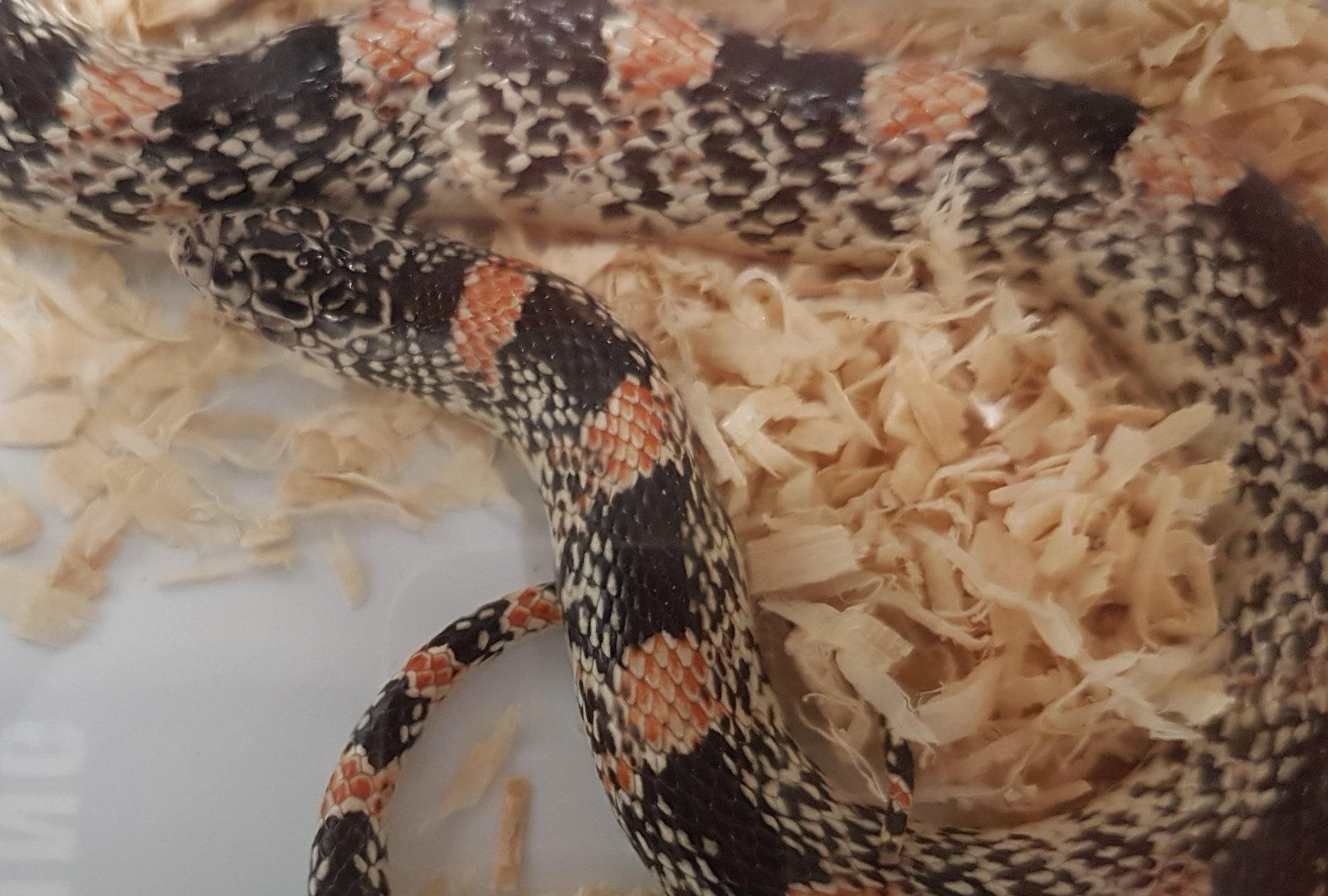 Longnose snake - Rhinochelius lecontei