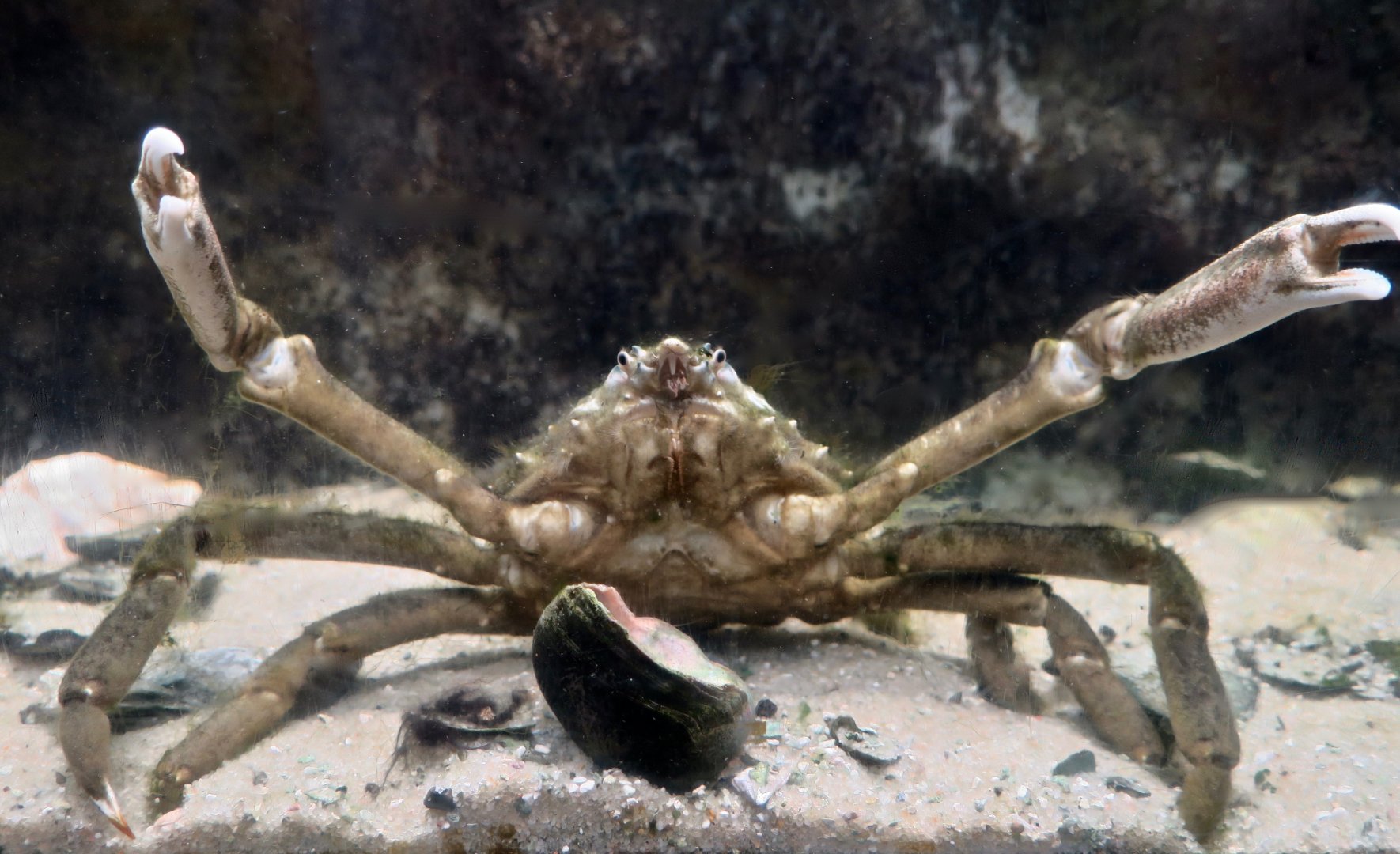 Longnose Spider Crab (Libinia dubia)
