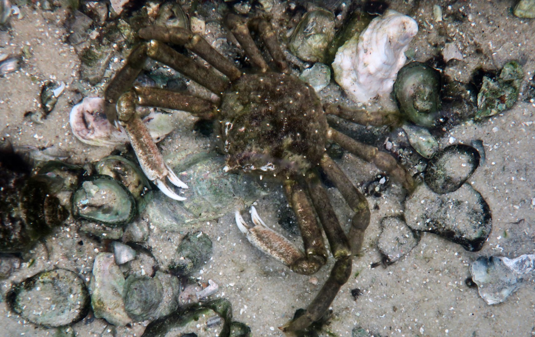 Longnose Spider Crab (Libinia dubia)