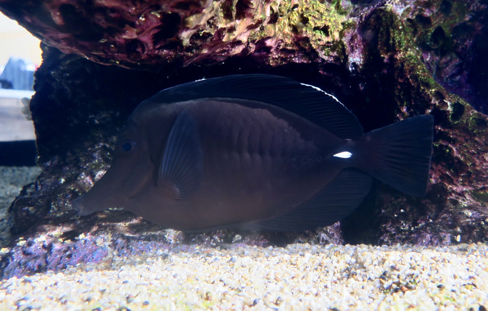 Longnose Surgeonfish (Zebrasoma rostratum)