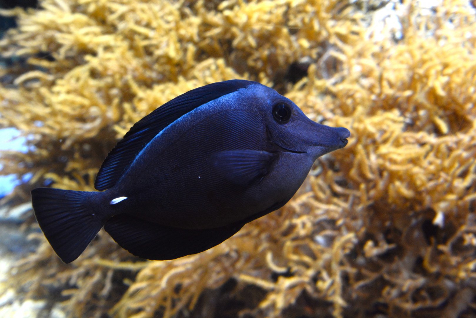 Longnose surgeonfish (Zebrasoma rostratum)