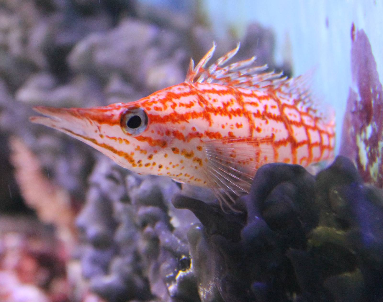 Longnosed hawkfish