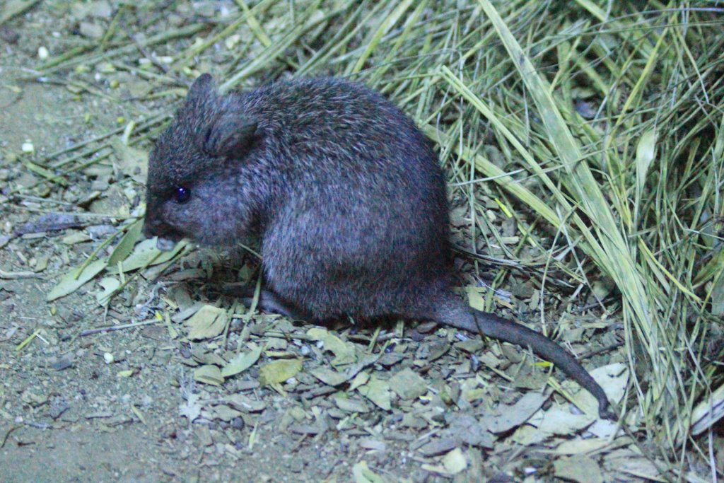 Longnosed Potoroo