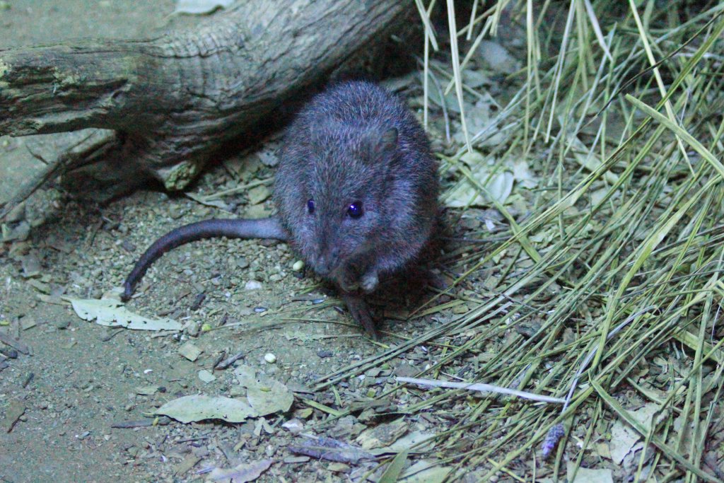 Longnosed Potoroo