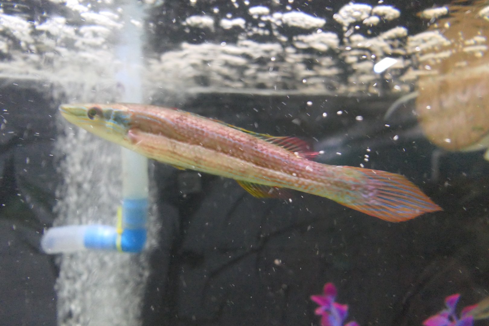 Longray Weed-whiting (Siphonognathus radiatus)