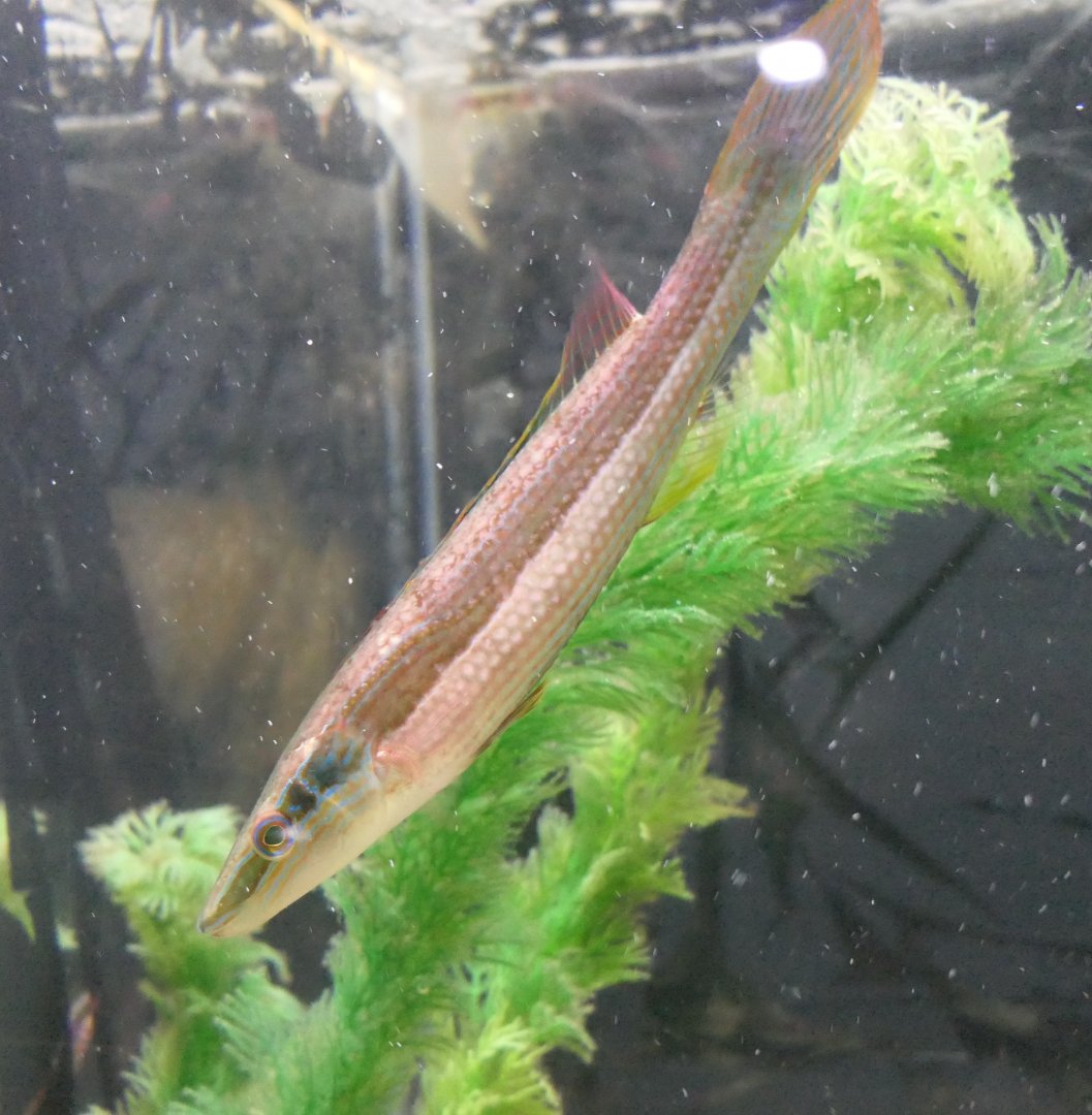 Longray Weed-whiting (Siphonognathus radiatus)