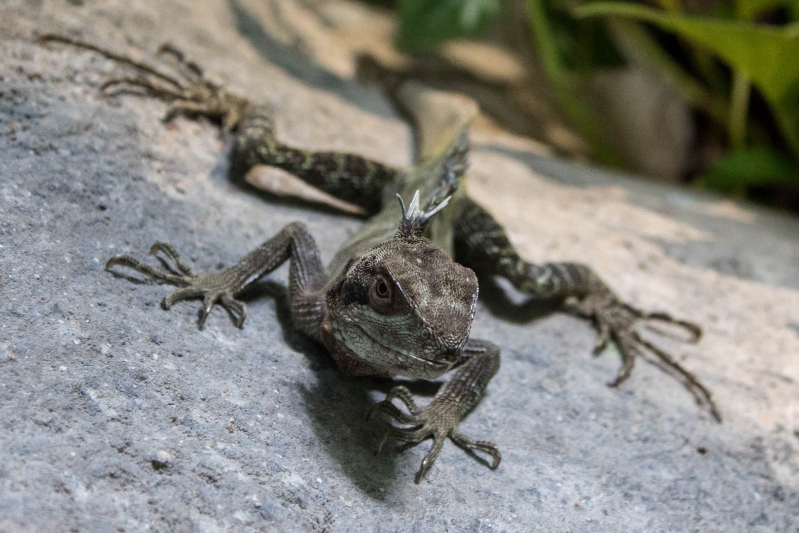 Long's forest dragon