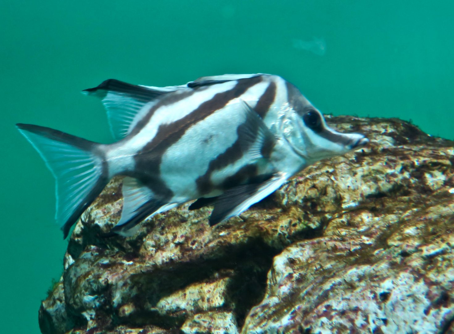 Longsnout Boarfish (Pentaceropsis recurvirostris)