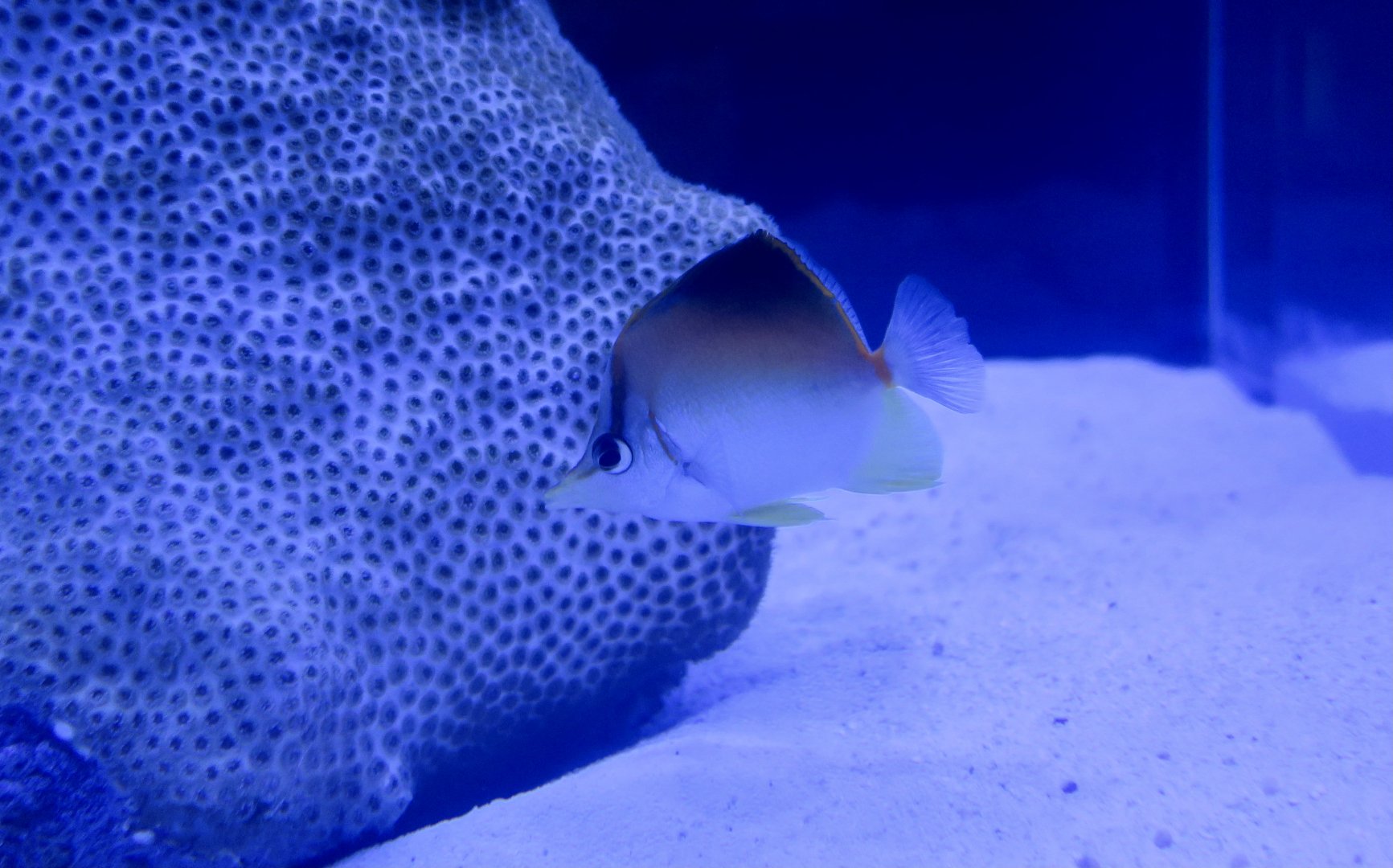 Longsnout Butterflyfish (Prognathodes aculeatus)