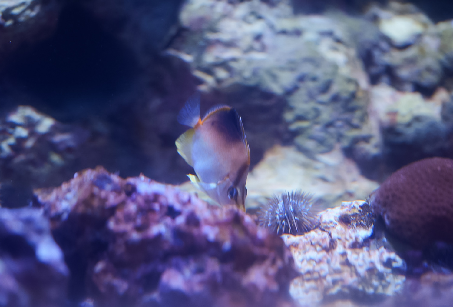 Longsnout Butterflyfish