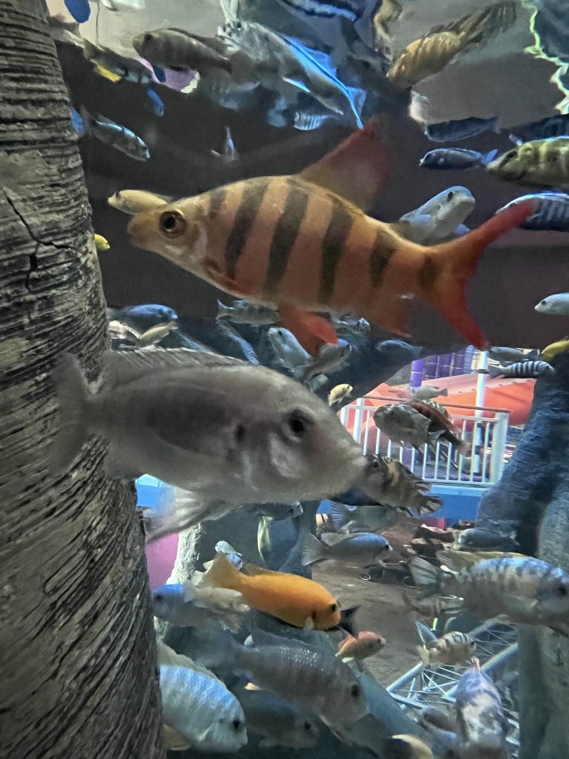 Longsnout distichodus and unknown mbuna