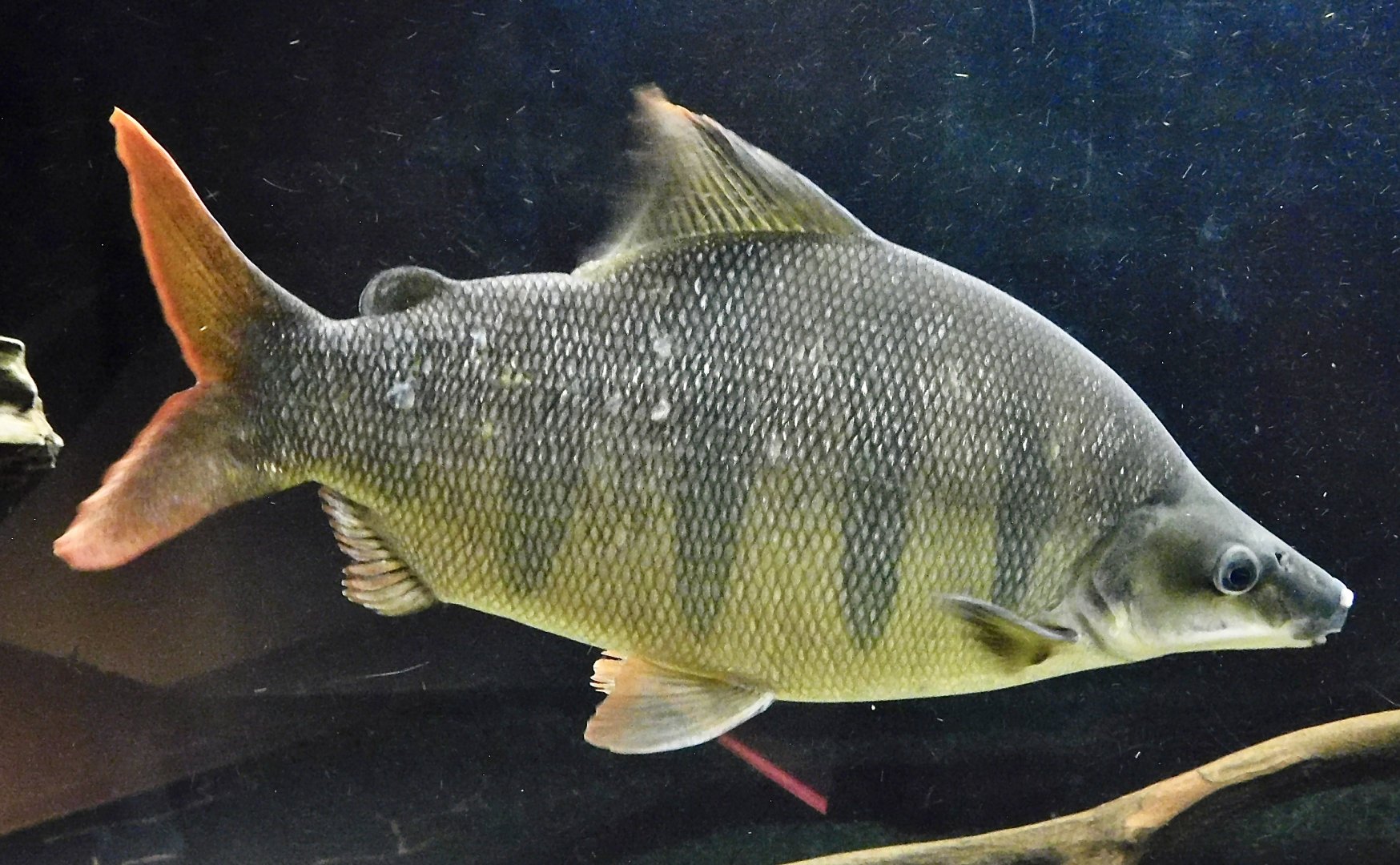 Longsnout Distichodus (Distichodus lusosso) - Kawasui Kawasaki Aquarium October 21, 2025