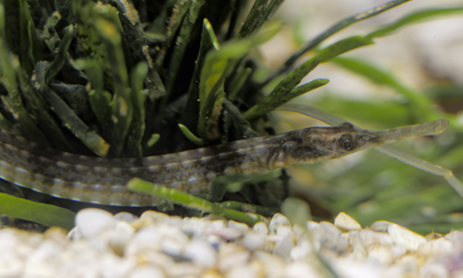Longsnout pipefish