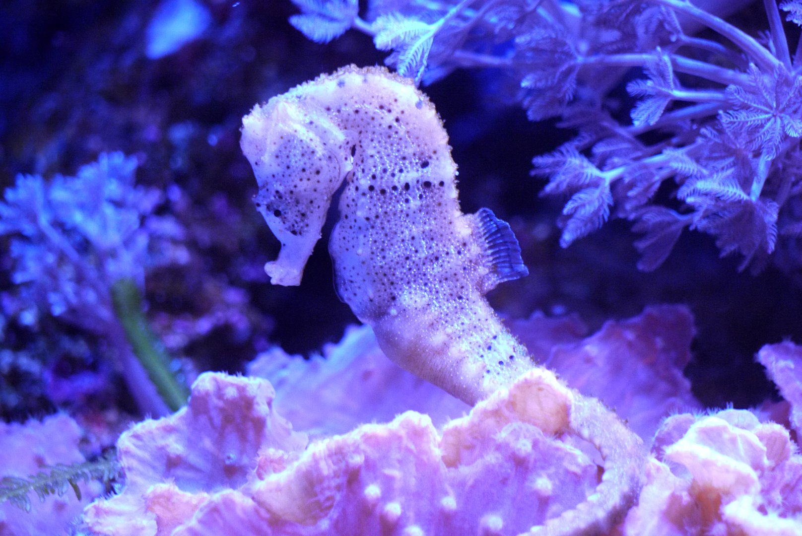 Longsnout Sea Horse