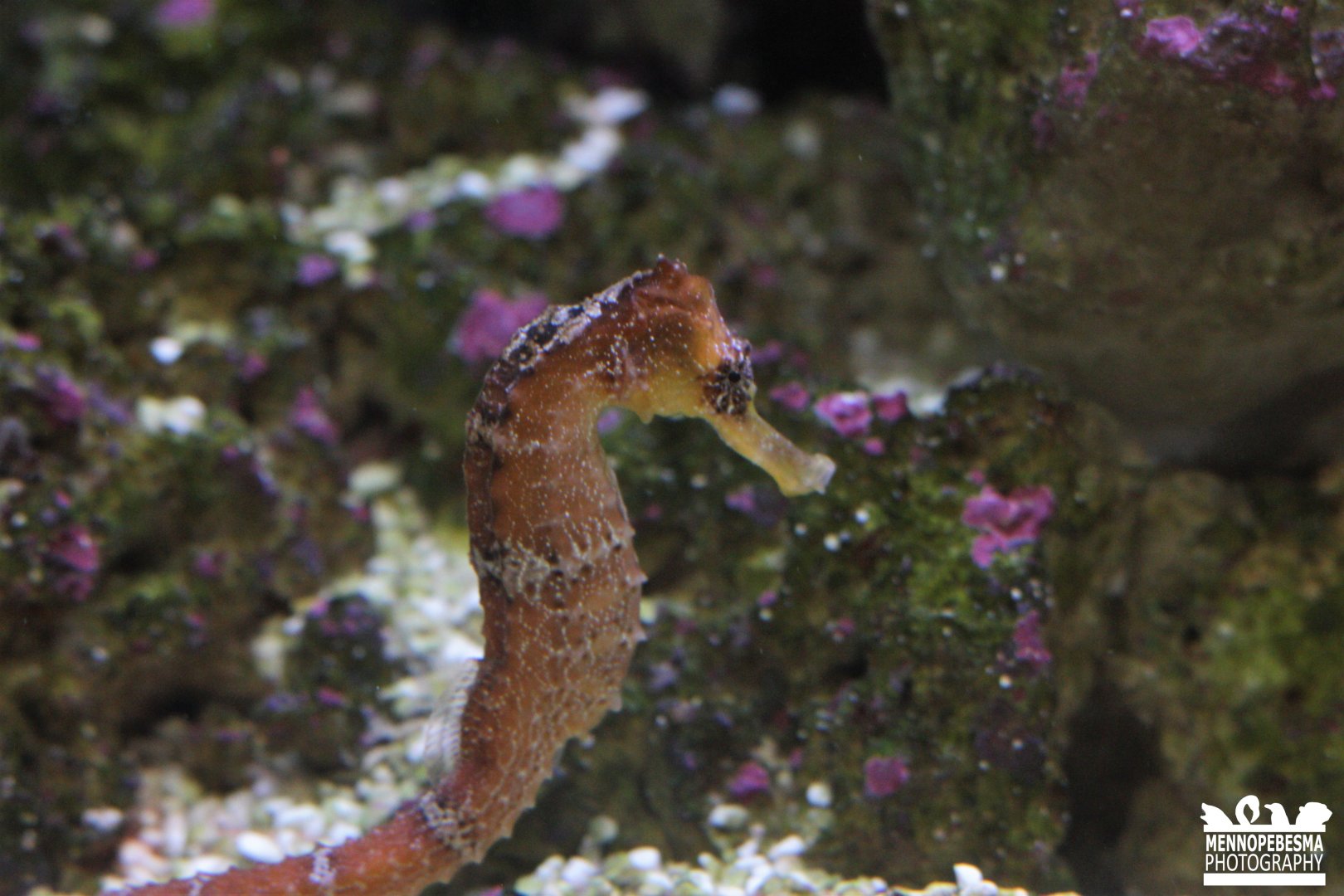 Longsnout seahorse (Hippocampus reidi)