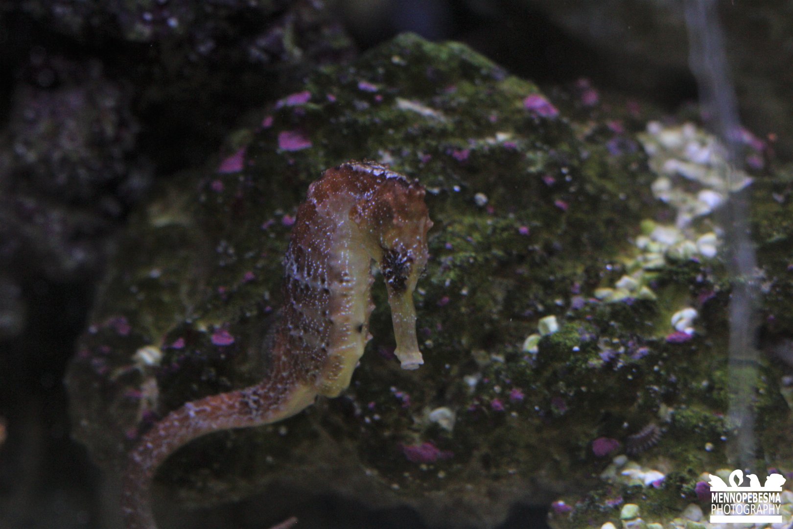 Longsnout seahorse (Hippocampus reidi)