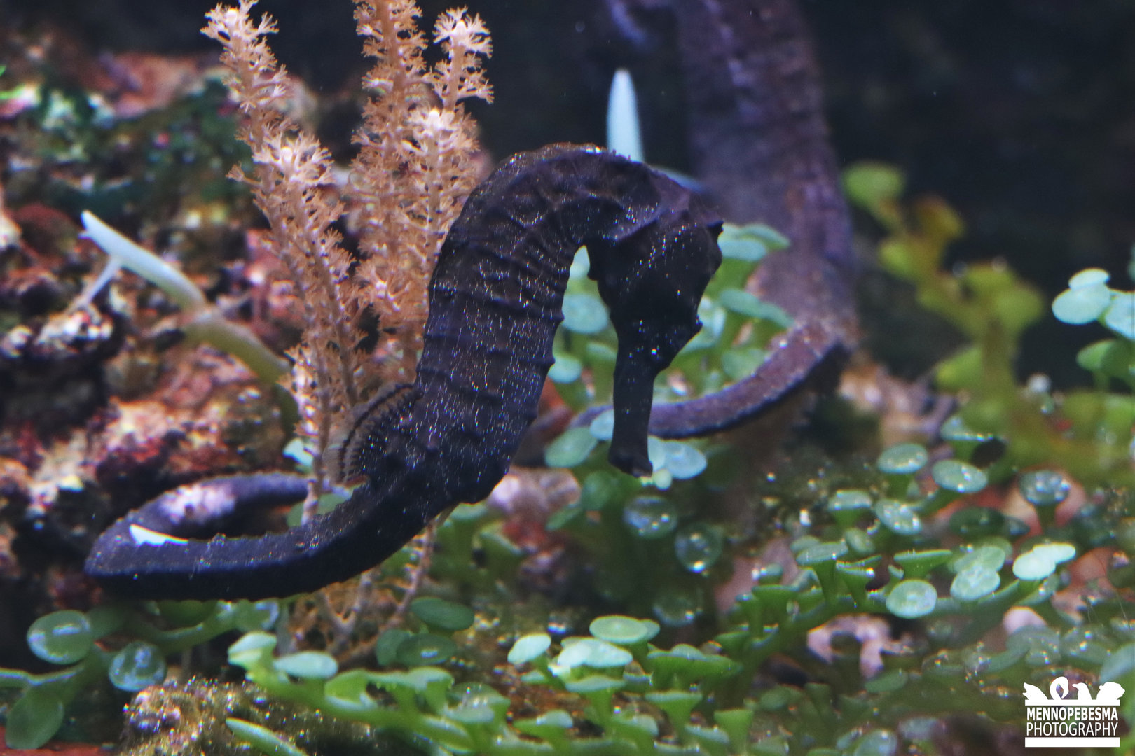 Longsnout seahorse (Hippocampus reidi)