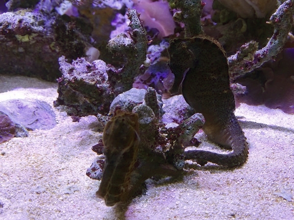 Longsnout seahorse (Hippocampus reidi)