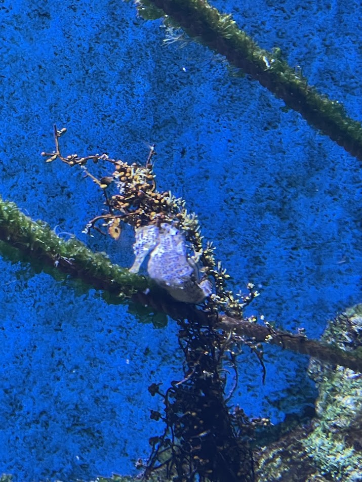 Longsnout Seahorse (Hippocampus reidi)