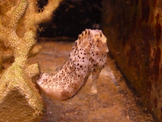 Longsnout seahorse