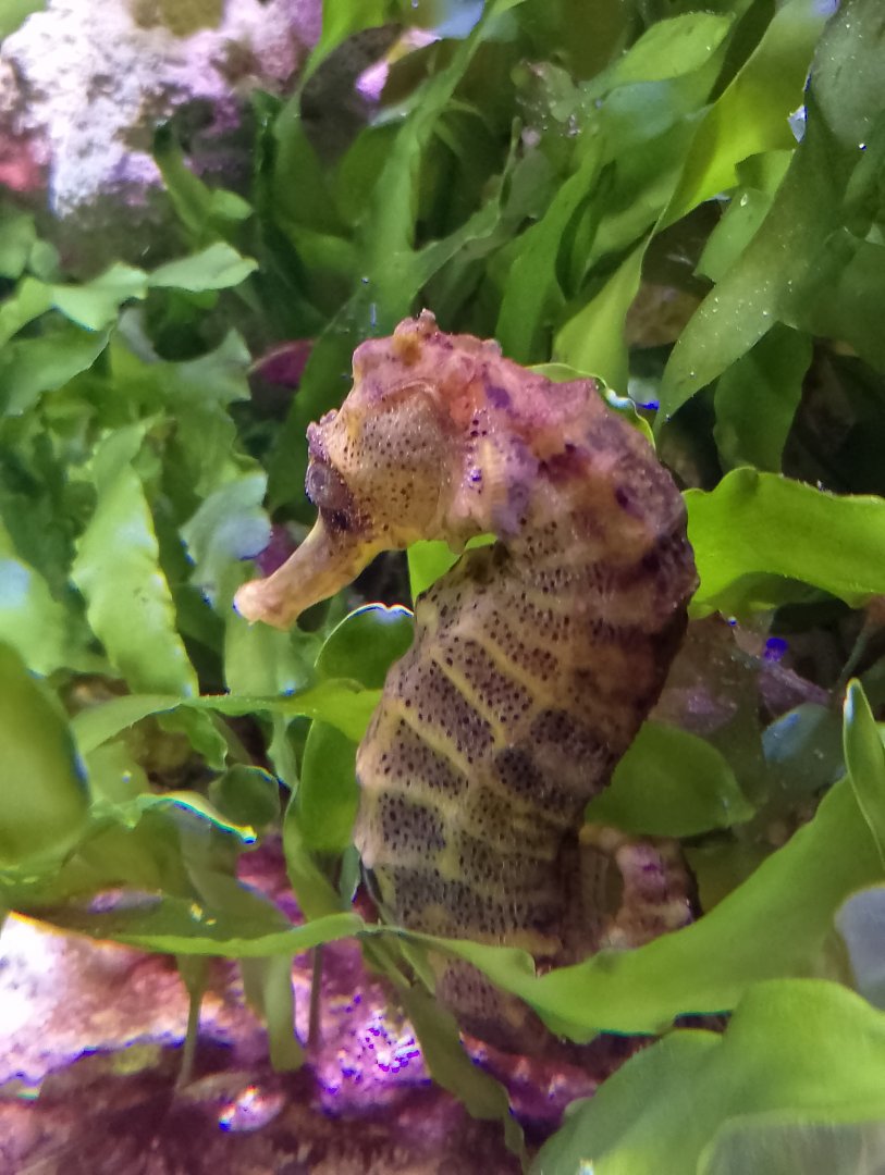 Longsnout seahorse