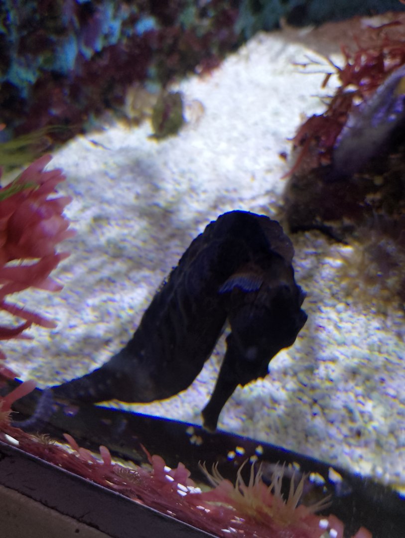 Longsnout seahorse