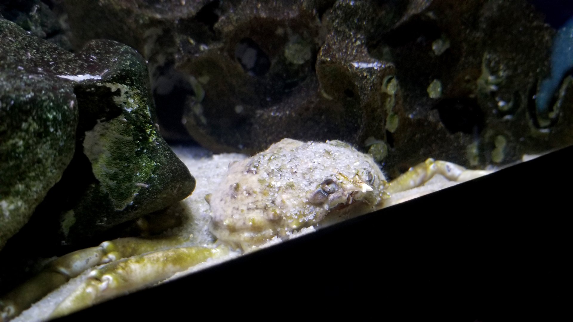 Longsnout Spider Crab