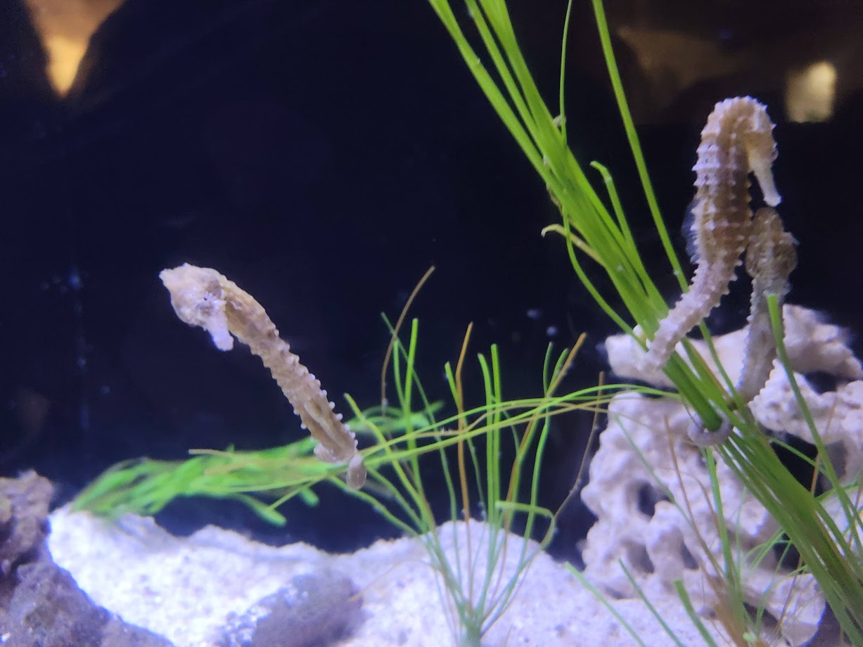 Longsnouted Seahorses