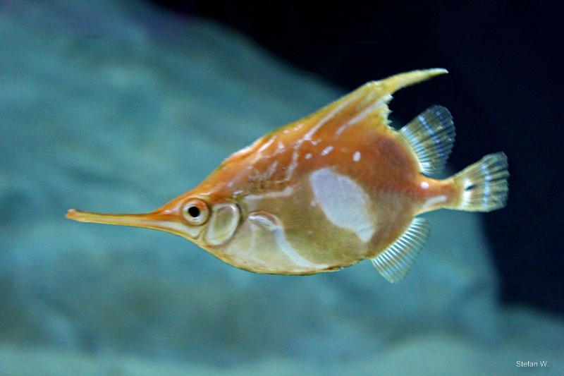 Longspine Bellowfish (Notopogon xenosoma)