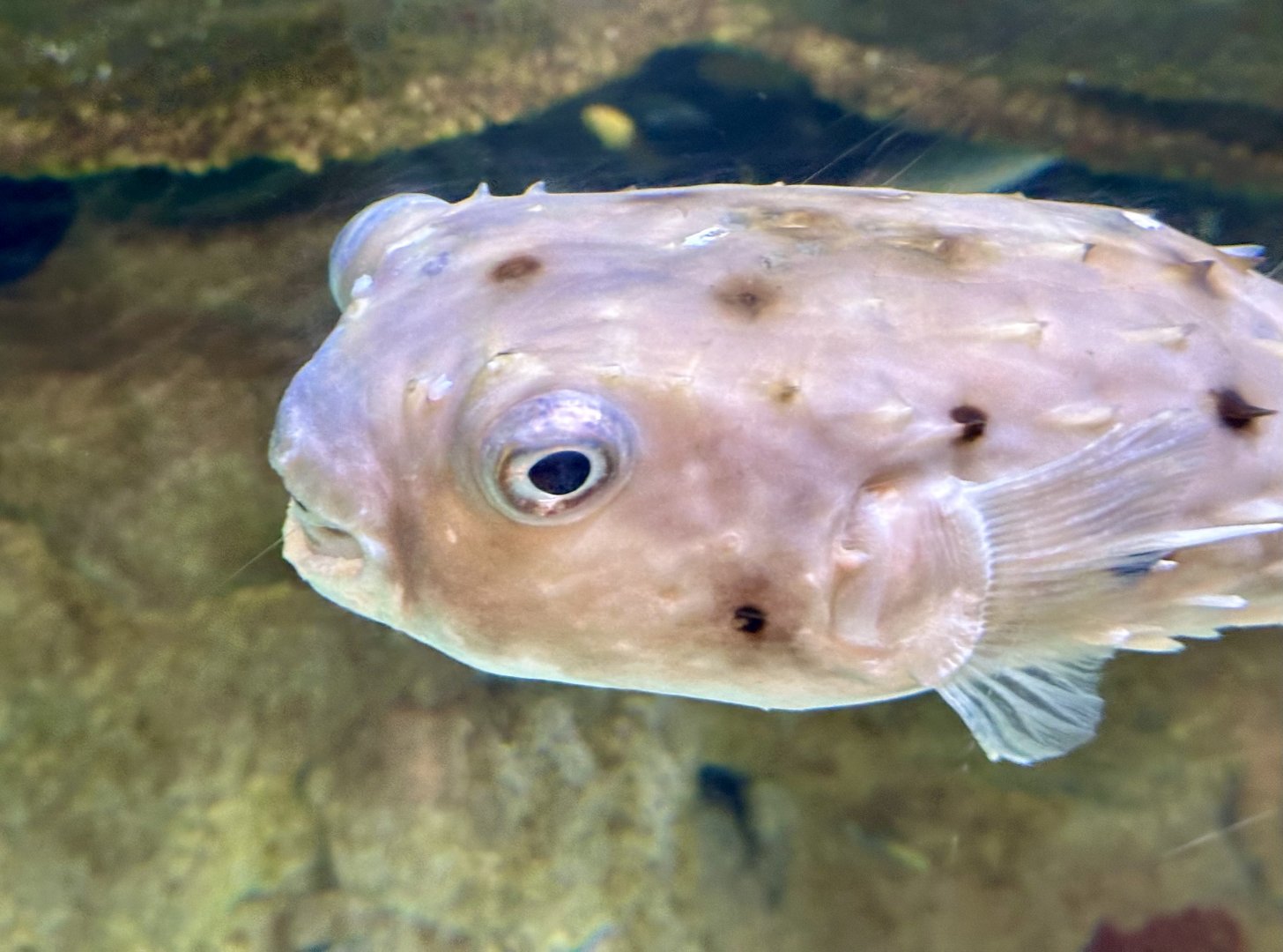 Longspine burrfish (Tragulichthys jaculiferus)