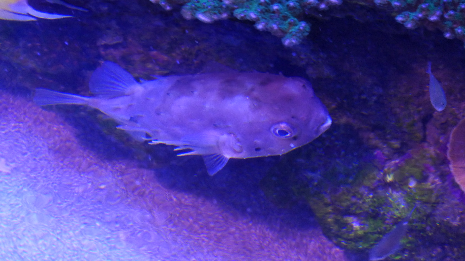 Longspine Burrfish (Tragulichthys jaculiferus)