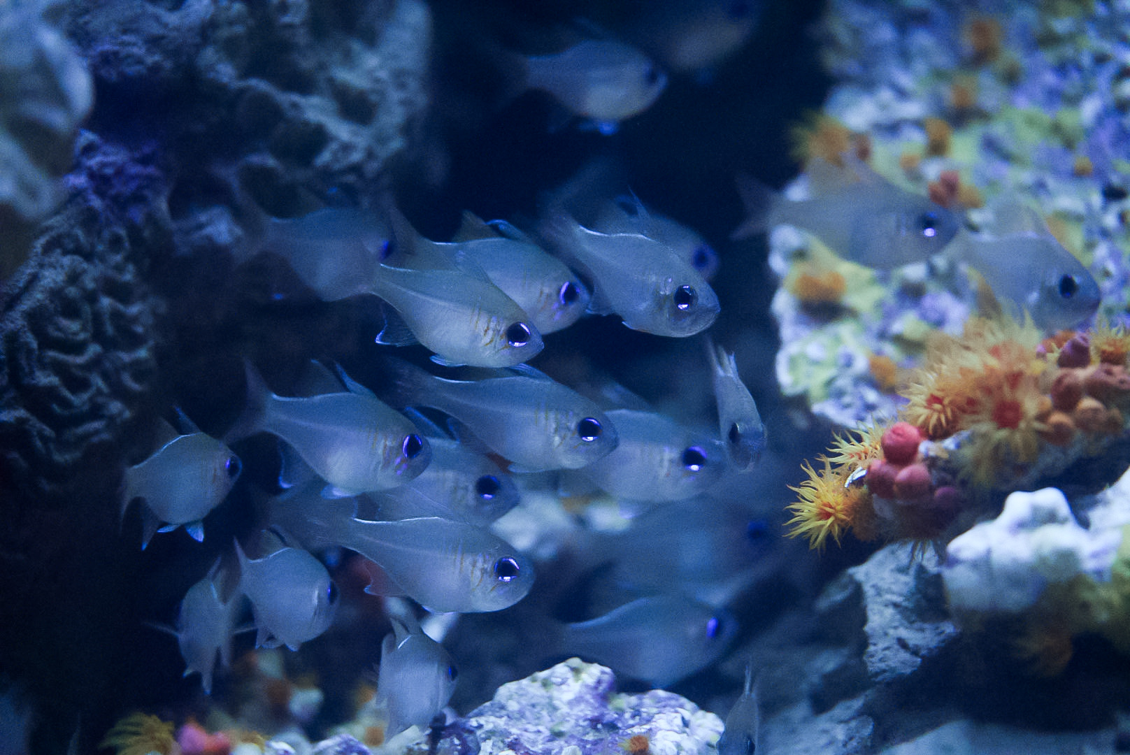 Longspine Cardinalfishes