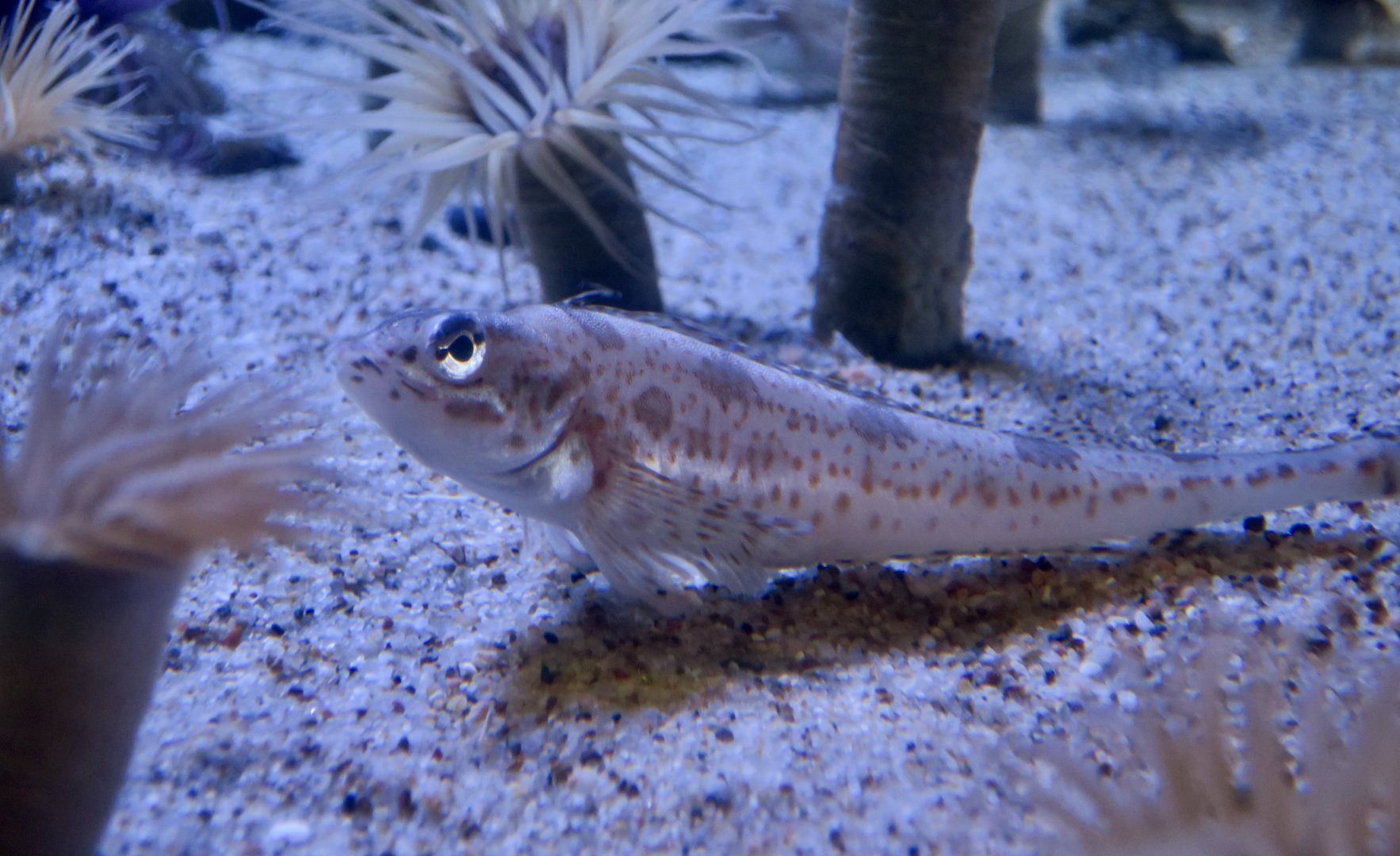 Longspine Combfish (Zaniolepis latipinnis)