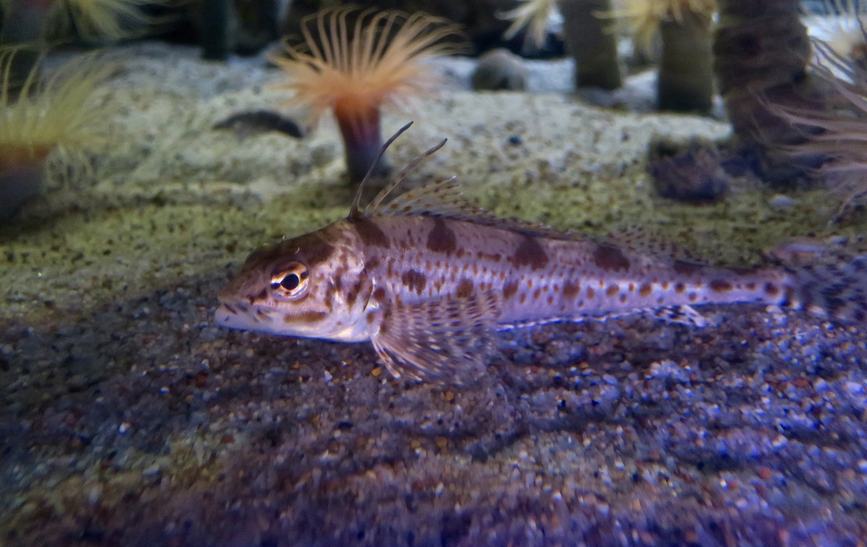 Longspine Combfish (Zaniolepis latipinnis)