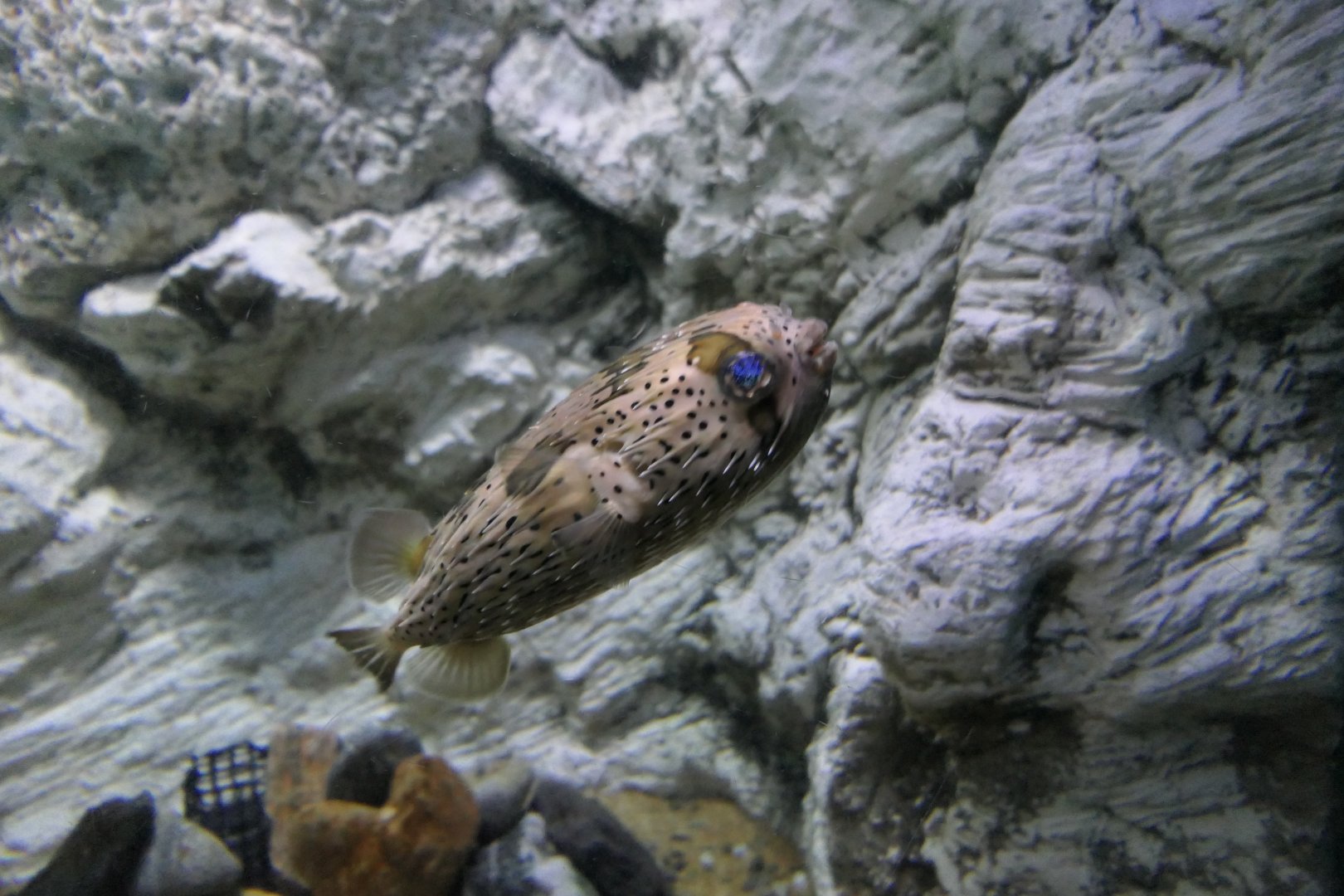 Longspine Porcupinefish (Diodon holocanthus) - Uozu Aquarium