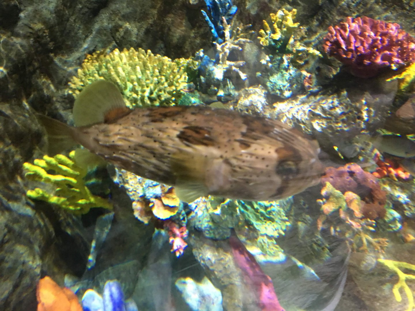 Longspine Porcupinefish