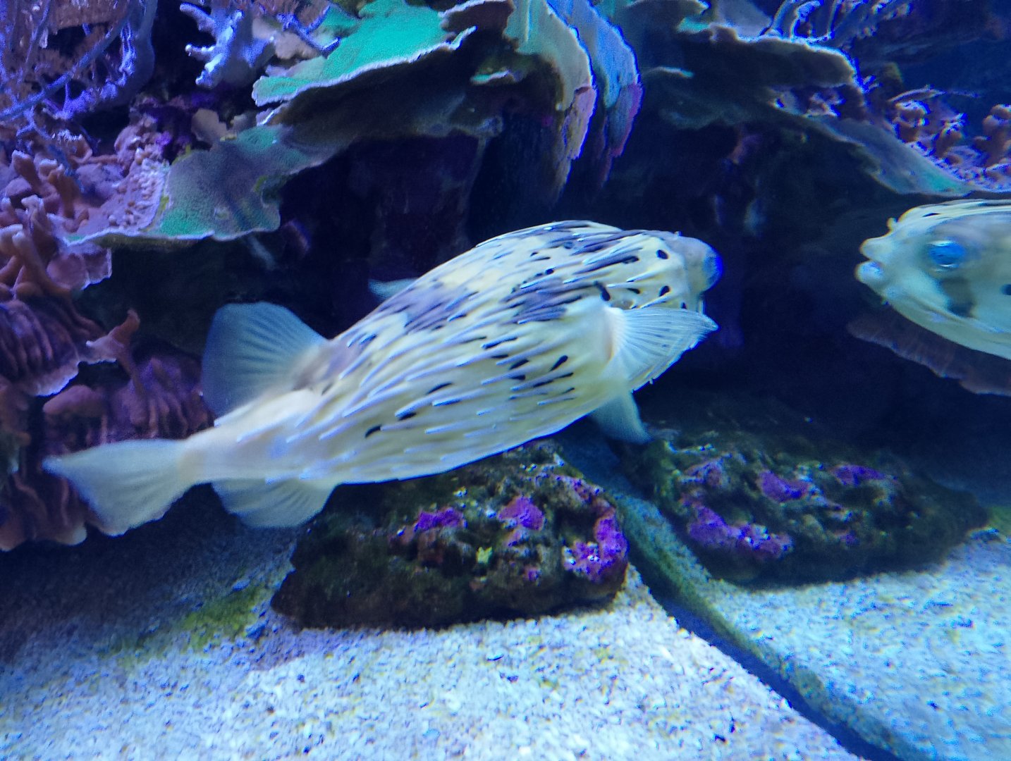 Longspine porcupinefish