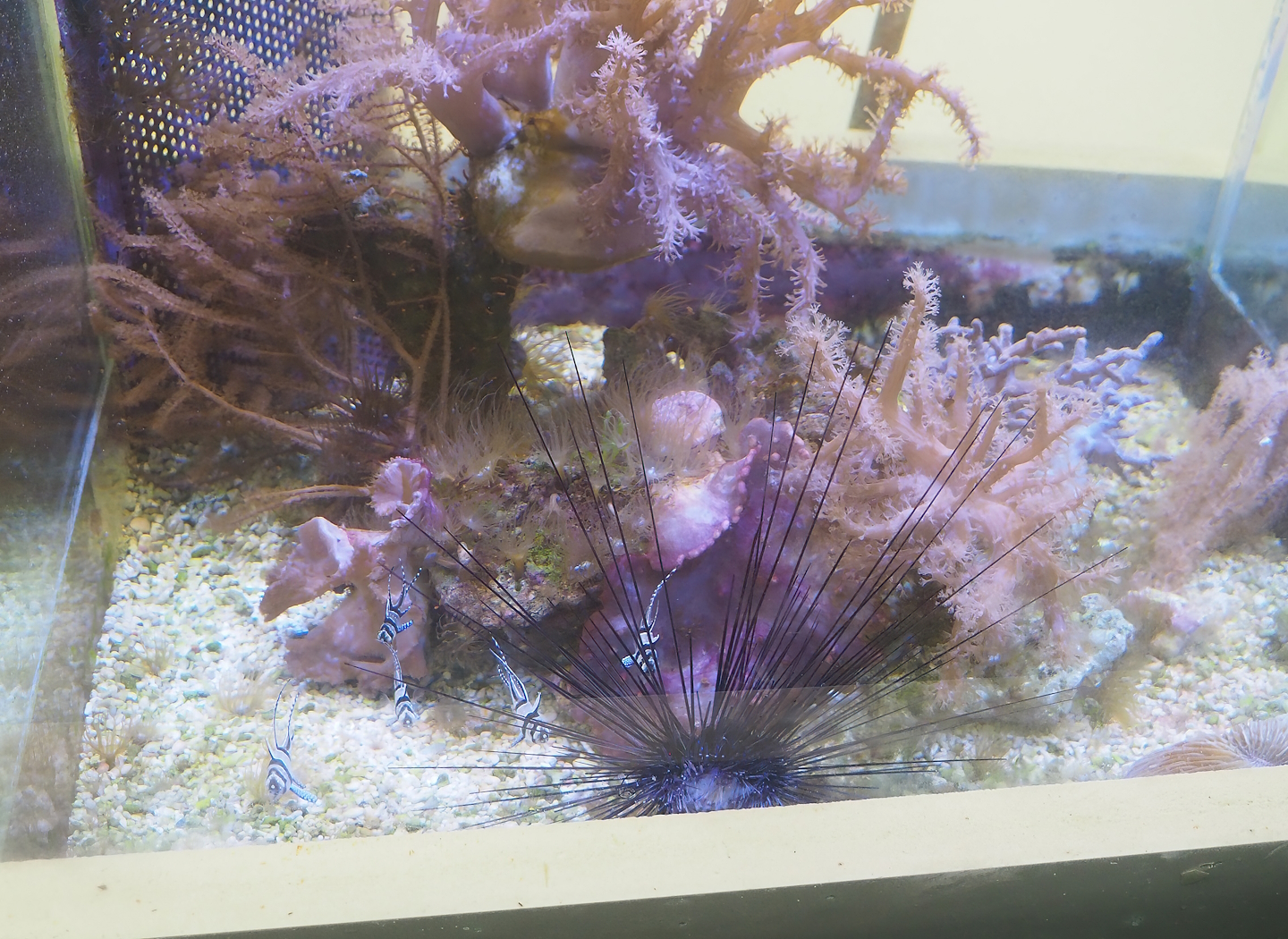 Longspine sea urchin (Diadema species) and Banggai cardinalfish (Pterapogon kauderni), 2023-10-13