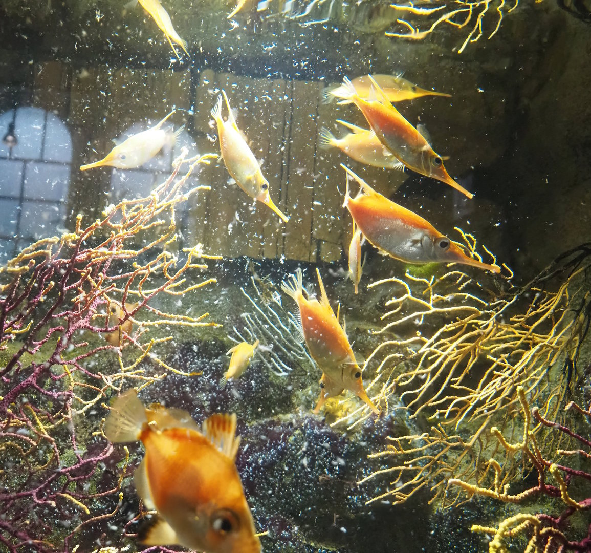 Longspine snipefish (Macroramphosus scolopax), 2022-10-29