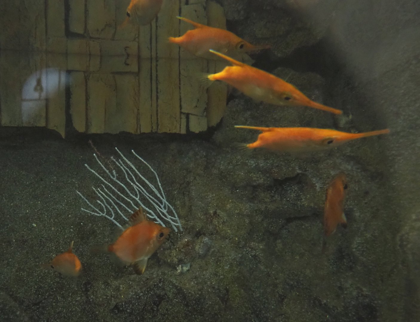 Longspine snipefish (Macroramphosus scolopax) and Boarfish (Capros aper), 2022-05-26