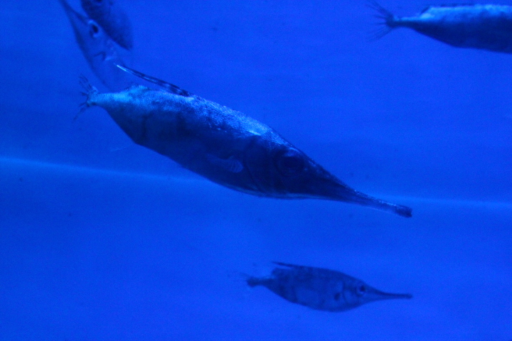 Longspine snipefish (Macroramphosus scolopax) - BXSea