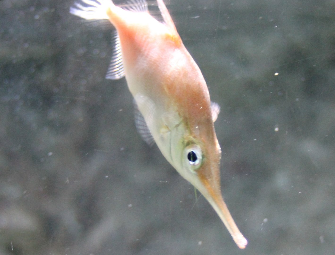 Longspine snipefish - Macroramphosus scolopax