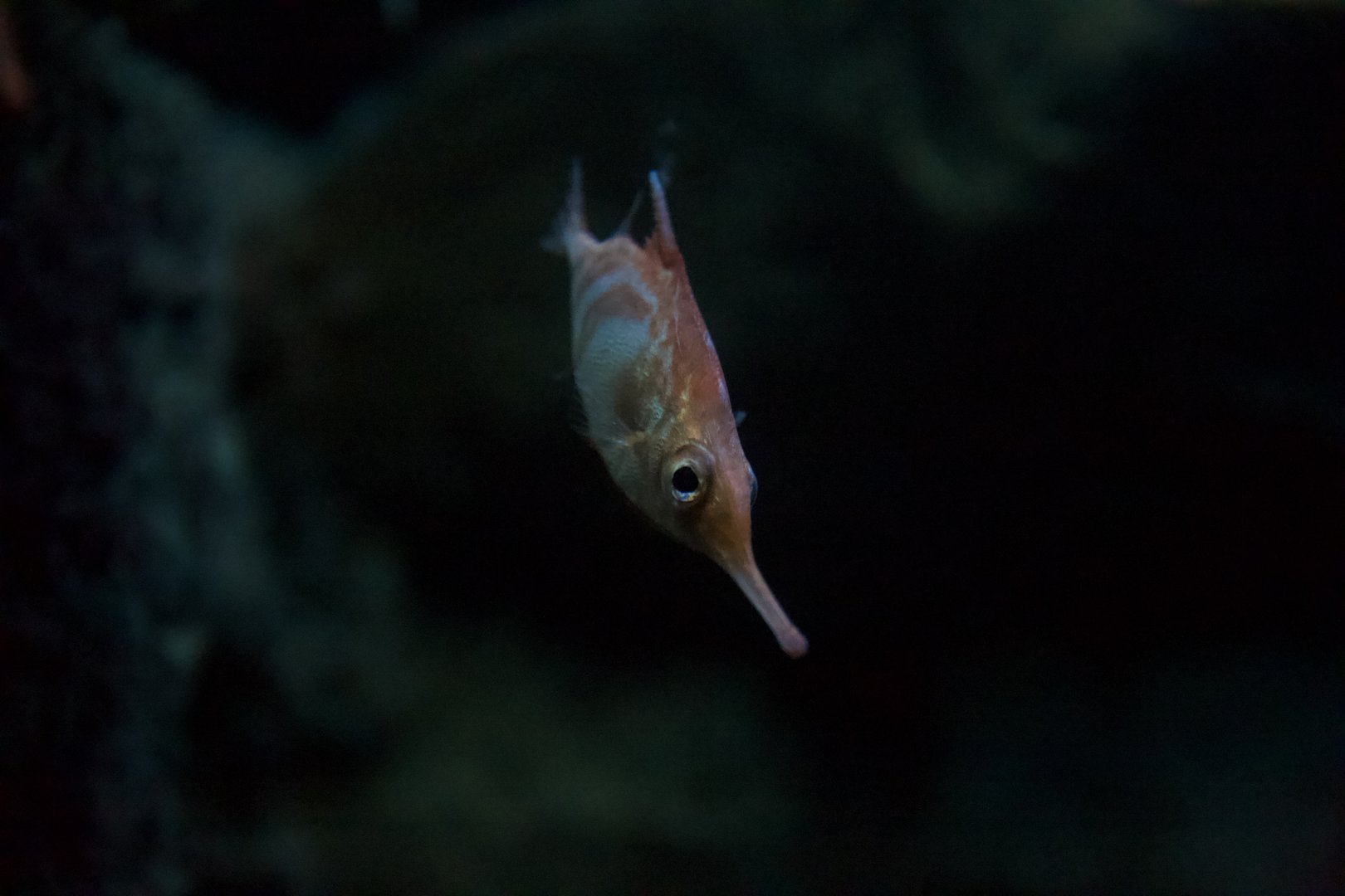 Longspine snipefish/ Macroramphosus scolopax