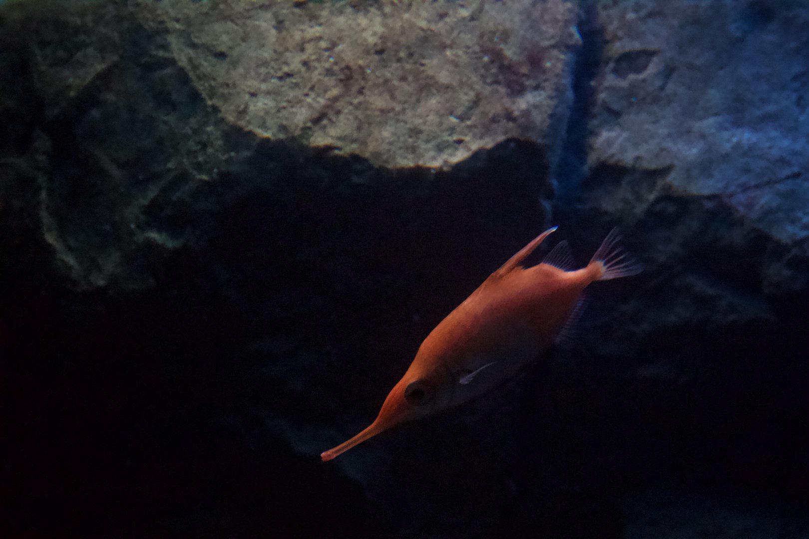 Longspine snipefish/ Macroramphosus scolopax