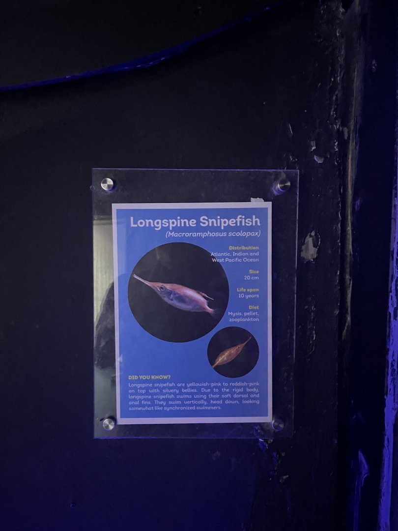 longspine snipefish signage