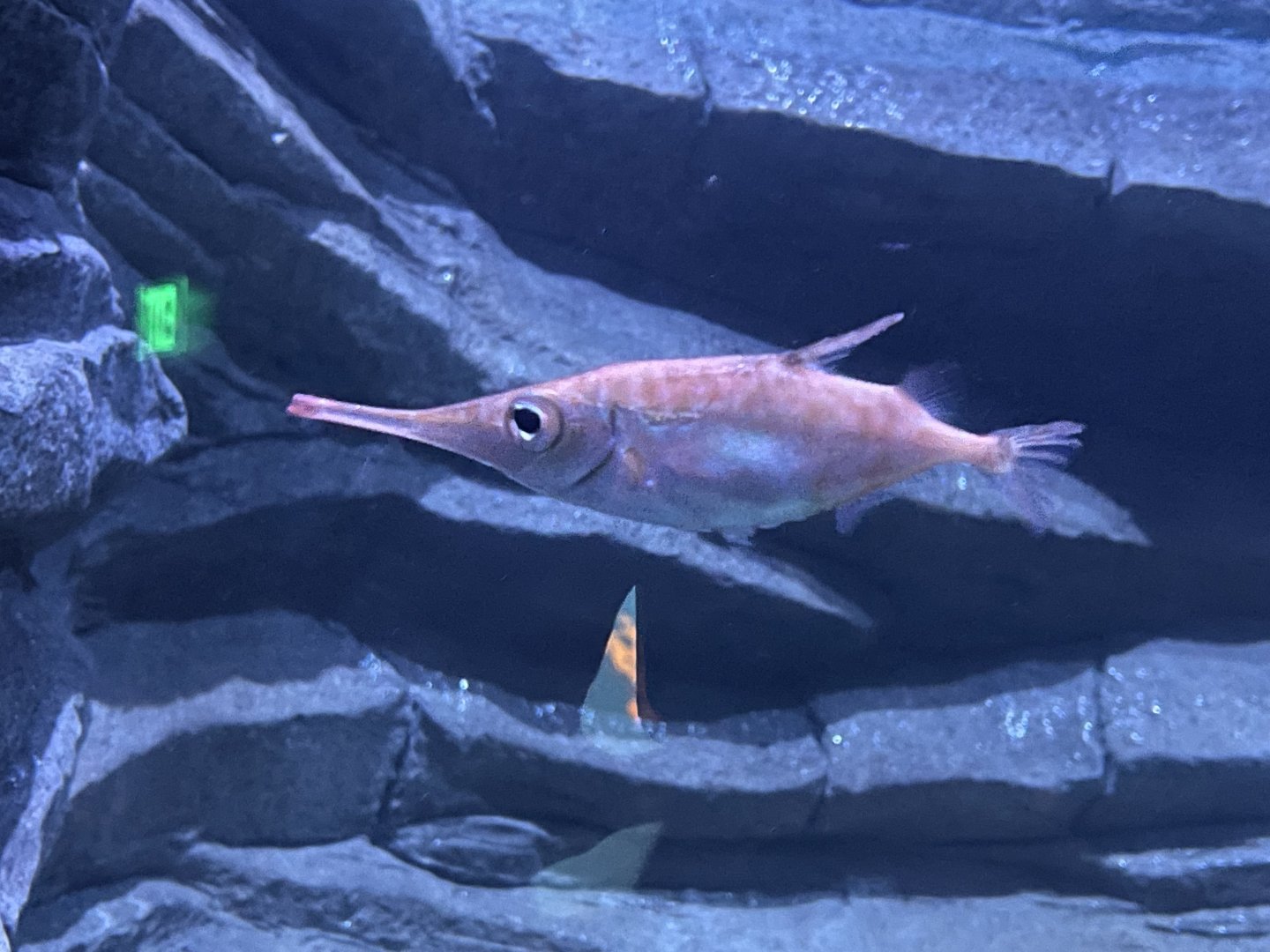 Longspine Snipefish