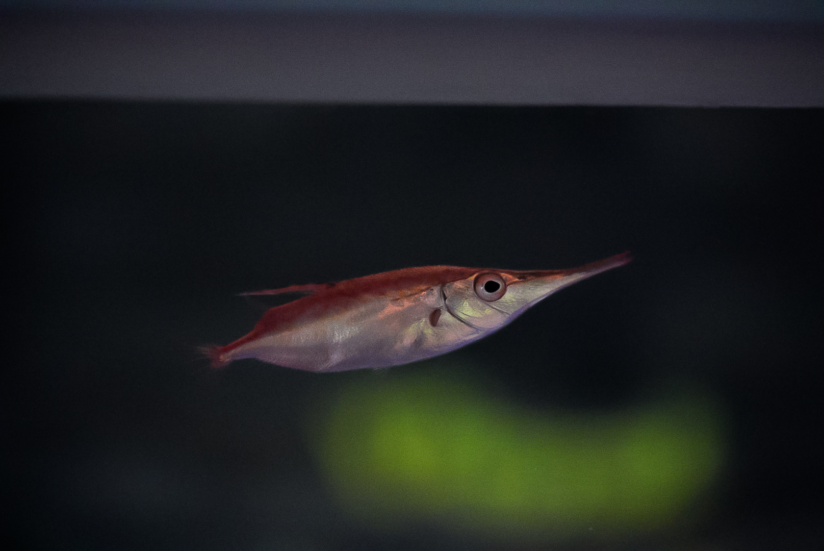 Longspine Snipefish
